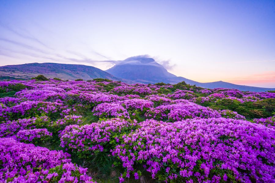 Kinh nghiệm du lịch đảo JeJu Hàn Quốc mùa thu