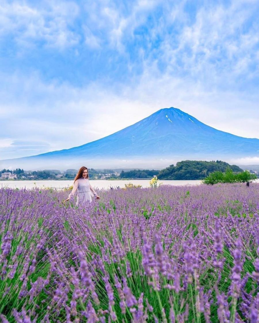 Cánh đồng hoa Lavender rộng lớn nở rộ vào mùa hè tại Nhật Bản