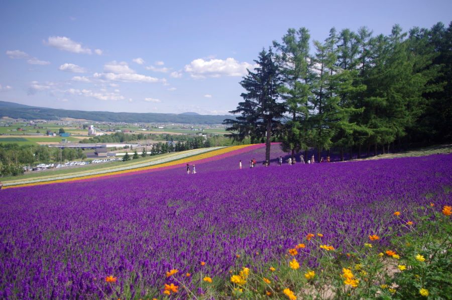 Cánh đồng hoa Lavender rộng lớn nở rộ vào mùa hè tại Nhật Bản