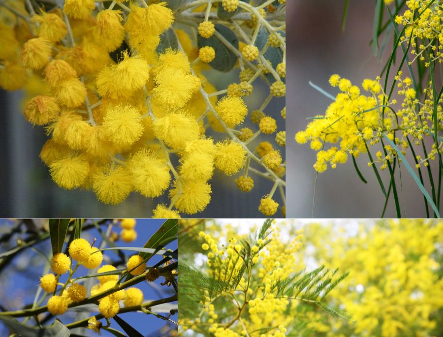 Hoa Wattle - Biểu tượng nổi bật của mùa hè nước Úc