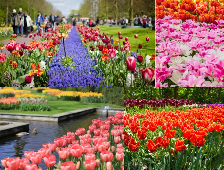 Lễ hội hoa Keukenhof Hà Lan - Bản giao hưởng sắc màu giữa lòng Hà Lan