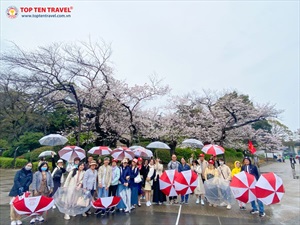 Tour Nhật Bản Mùa Anh Đào: Narita - Tokyo - Yamanashi - Nagoya - Osaka